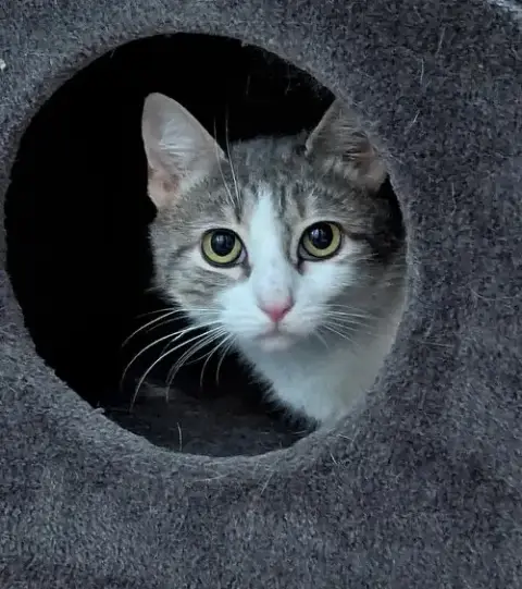 Bella Mia