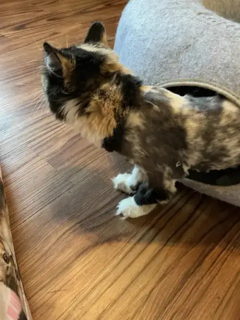 Callie photo 2