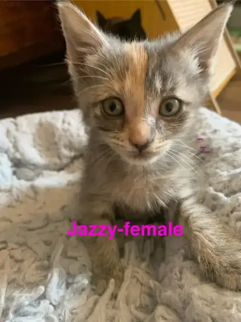 Jazzy