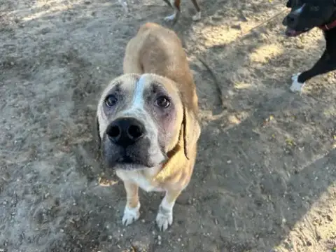 Mud-Budd
