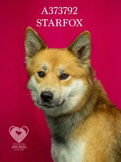 Starfox