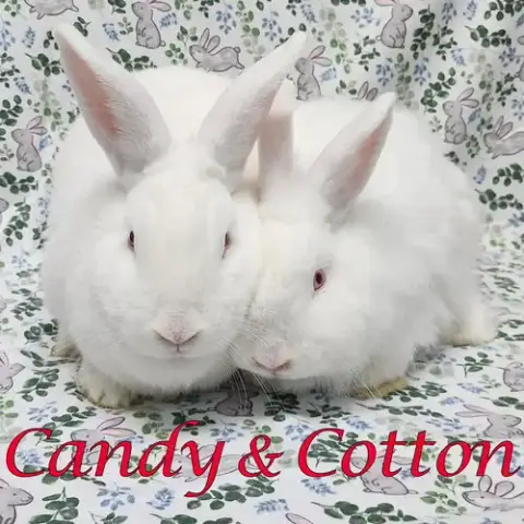 Candy