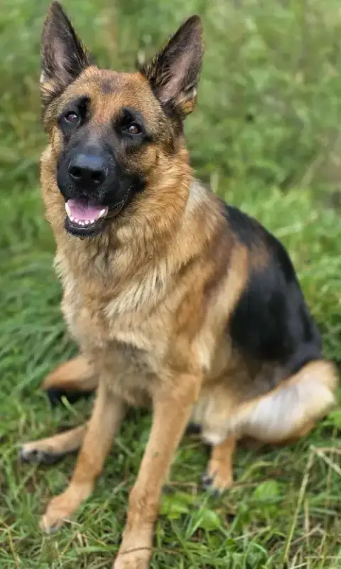 Zeus
