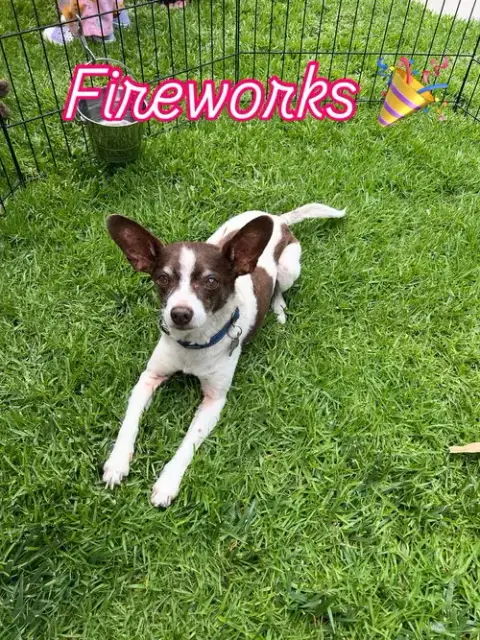 Fireworks