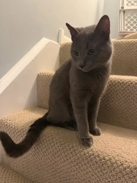 Earl Grey photo 3