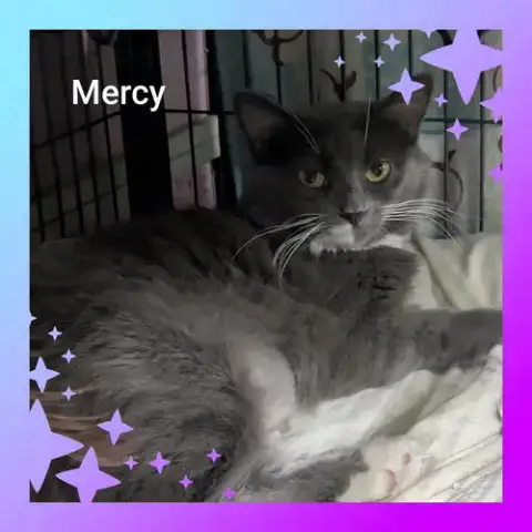 Mercy photo 4