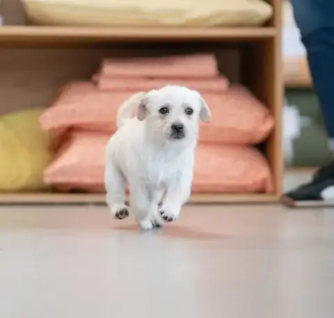 Sugar