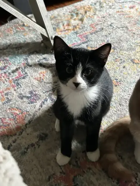 Inigo Aka Simon photo 2