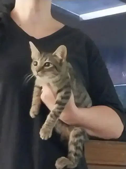 Padme