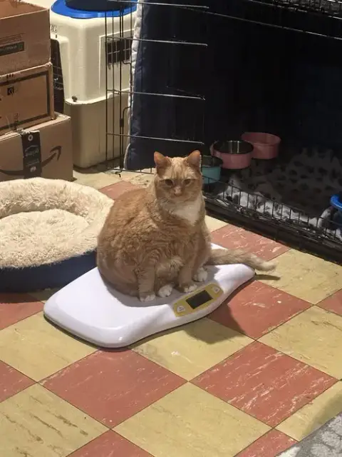 Garfield photo 2