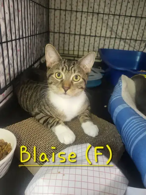 Blaise