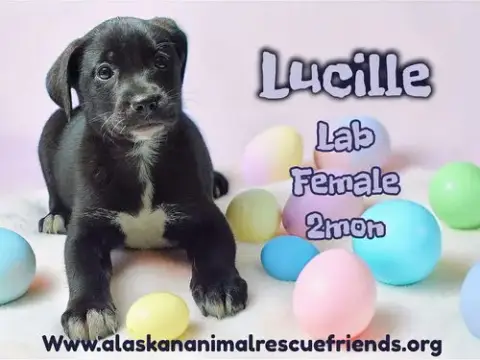 Lucille