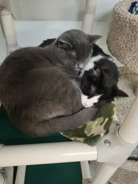Little Girl And Little Gray photo 5