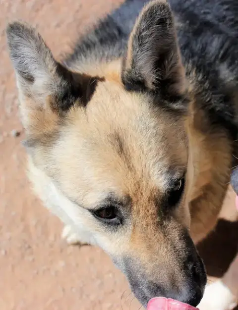 Sadie photo 5
