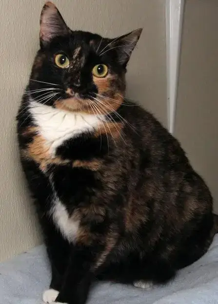 Feral Opal photo 2