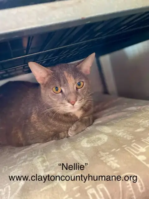 Nellie