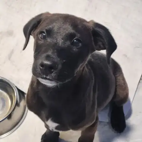 Coal