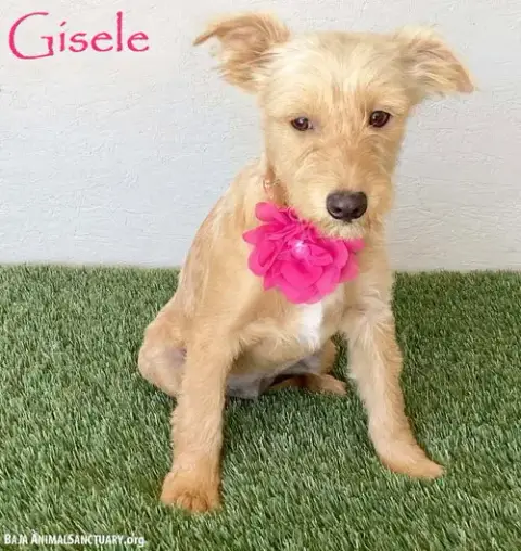 Gisele