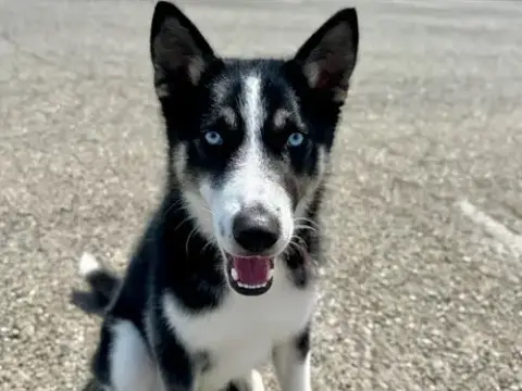 Sully A431564