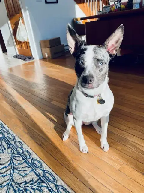 Trixie photo 2
