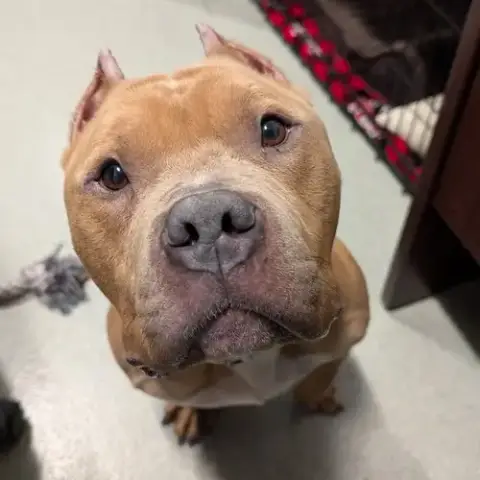 Hercules
