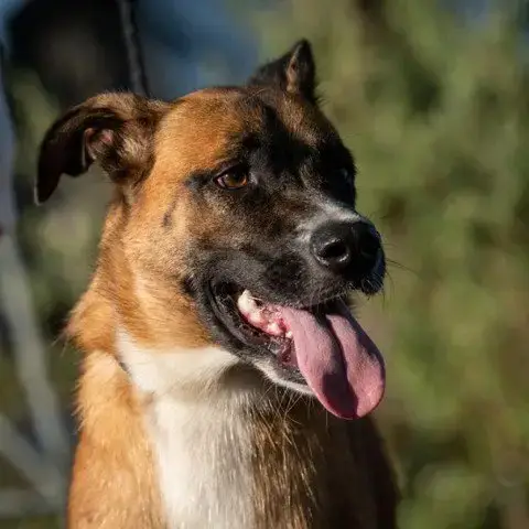 Dodger Jum* photo 3