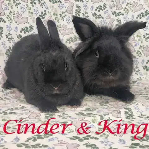 Cinder