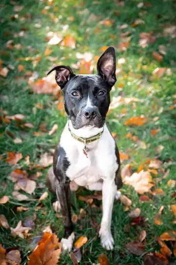 Leia photo 4