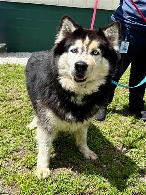 Oreo