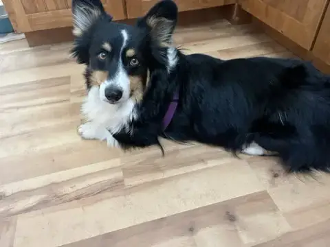 Oreo photo 3