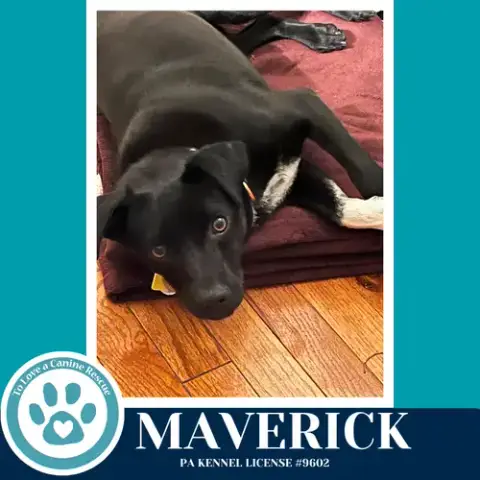 Maverick photo 4