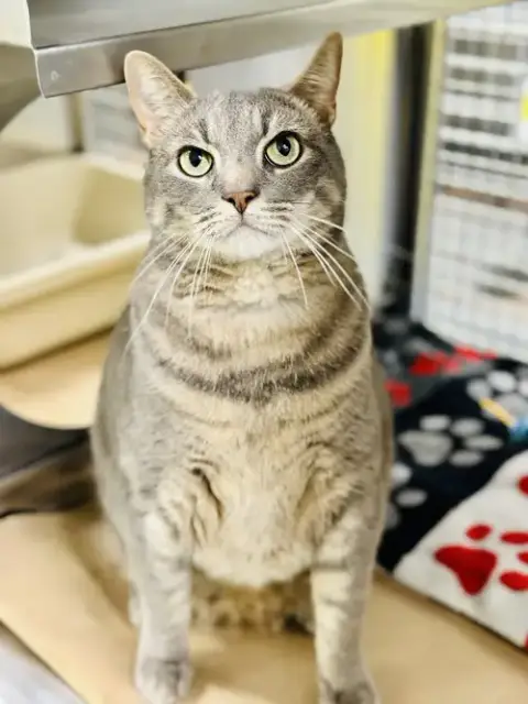 Jj