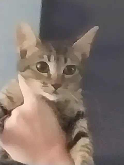 Padme photo 2