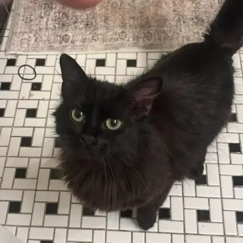 Misa