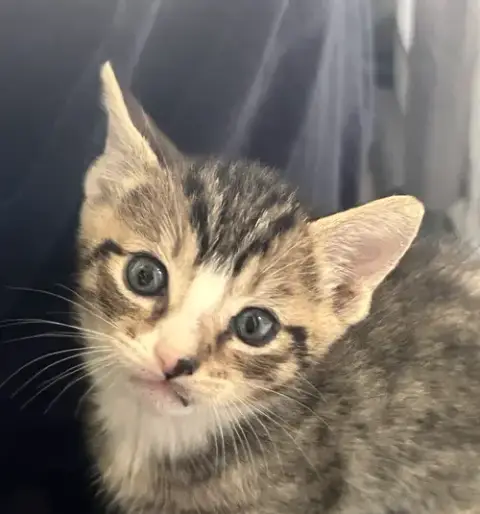 Momma Honey'S Litter: Cinnamon photo 3
