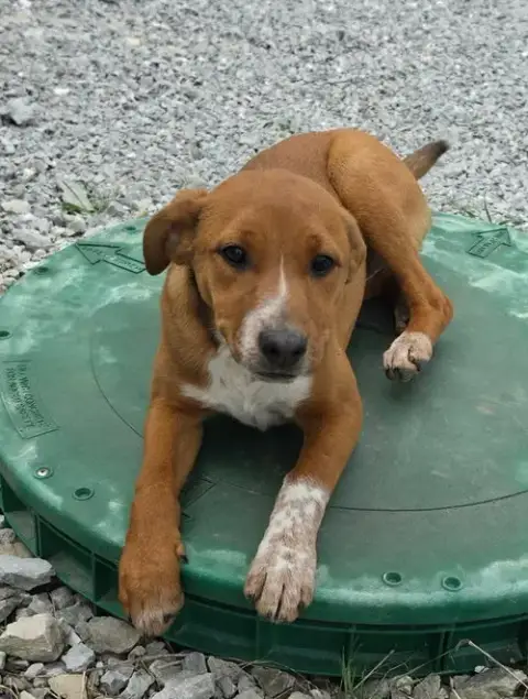 Farm Paws photo 4