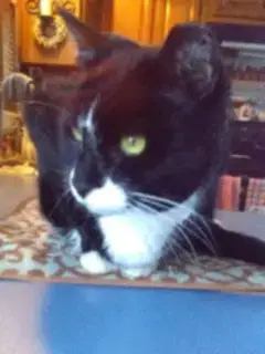 Ralphie photo 4