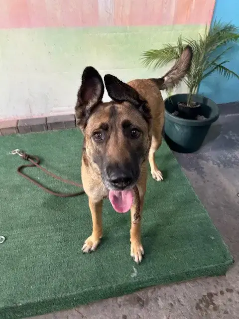 Rosie
