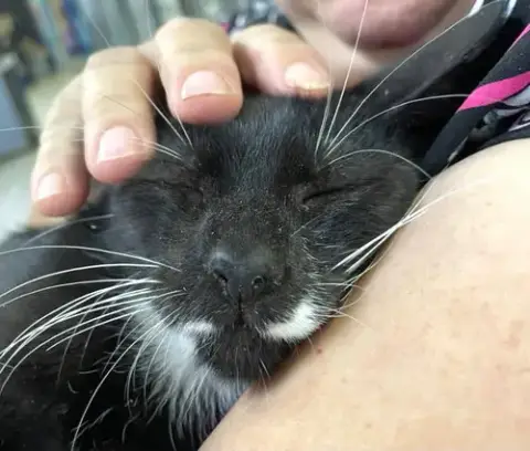 Mr. Wiskers photo 4