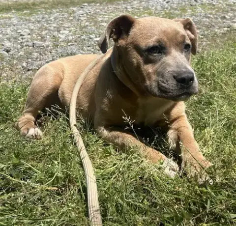 260476  Hazel photo 2