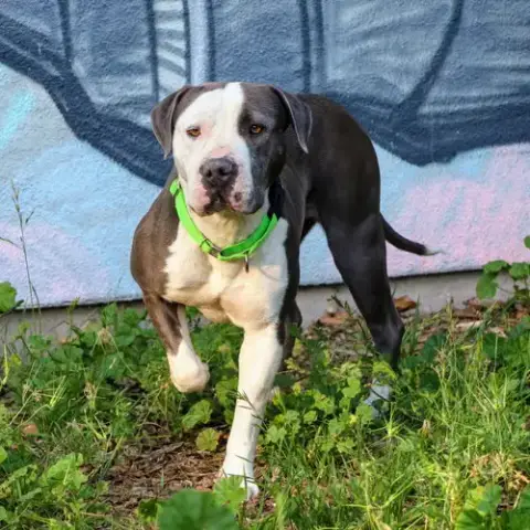 Gracie