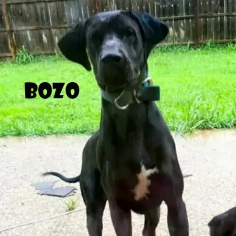 Bozo