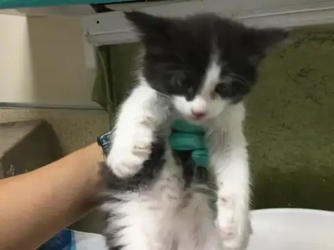 Pepperjack