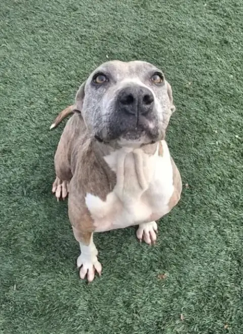 Kaia-$75 Adoption Fee! Diamond Dog! photo 4