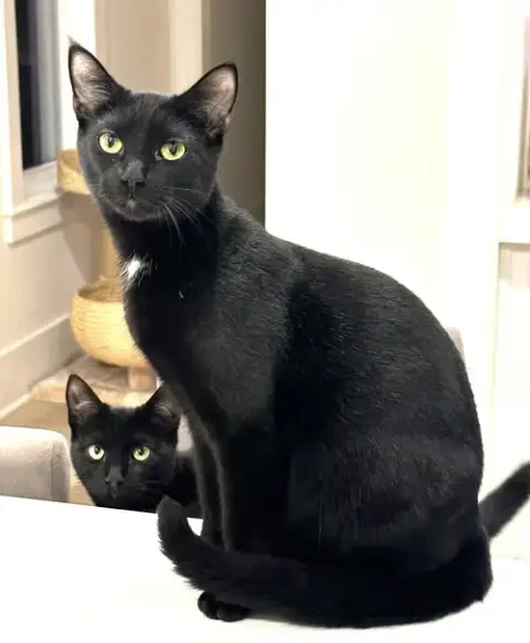 Kitten Distinguished Derrick