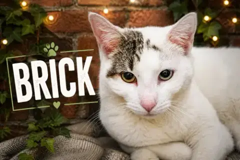 Brick