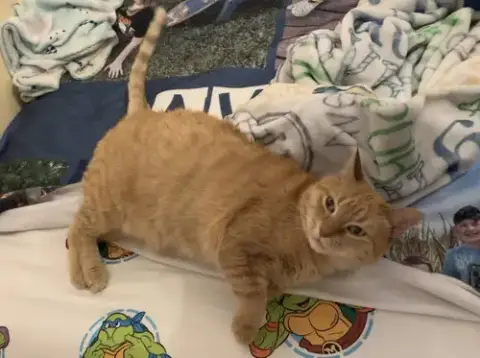 Brutus