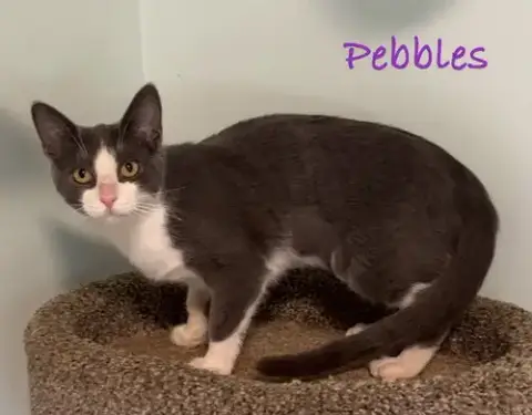Pebbles photo 2