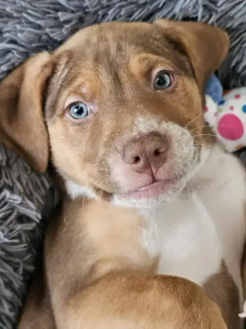 Diesel