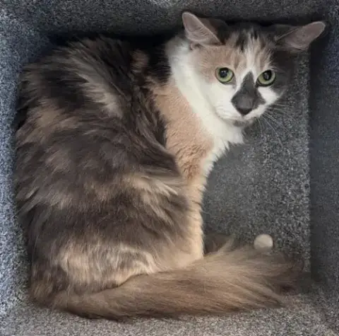 Myrtle